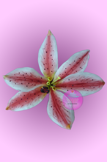 Lirio en pasta de goma